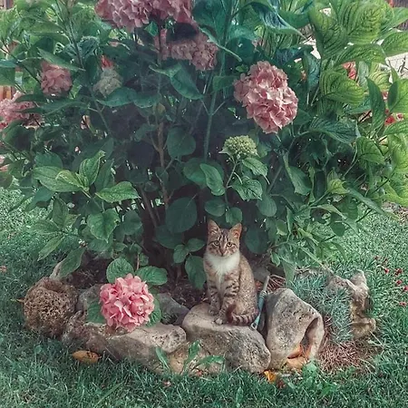Homestay Owl Nest, Homestay